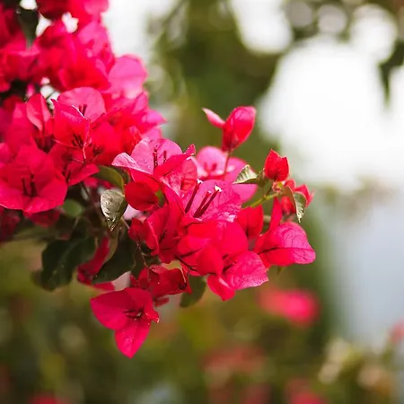 Casa Da Portada 펜션 São Vicente