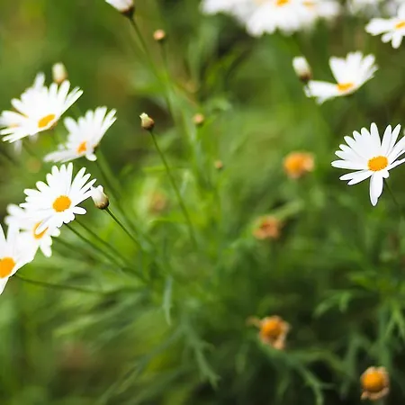 Casa Da Portada Σπίτι διακοπών São Vicente